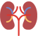 kidney