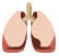 lungs